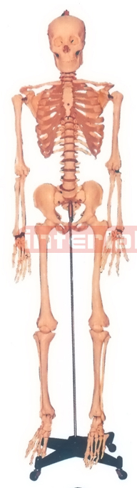 168 CM TALL, ADULT MALE, CLEAR CARTILAGE, BONECOLOUR SKELETON WITH REMOVABLE IRON STAND AND ARM/FOOT, 3 TEETH DISSECTIBLE.